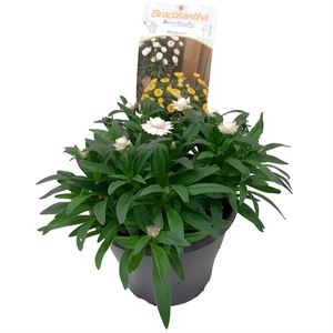 Afbeelding van EJ Bracteantha P19 White